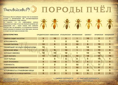 Изображения пчел в HD качестве для скачивания