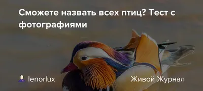 Наслаждайтесь красотой птиц на фотографиях