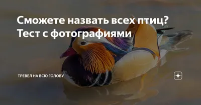 Все типы изображений птиц: скачивайте в нужной вам форме