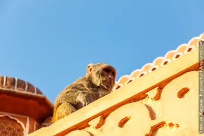 Бесплатные обои с обезьянами: скачивай в PNG и JPG