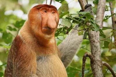 Новые изображения обезьян: Full HD и 4K качество