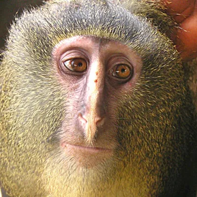 Новые изображения обезьян: скачивай бесплатно