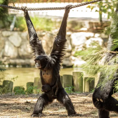 Великолепие мира обезьян в фотографиях: удивительные портреты