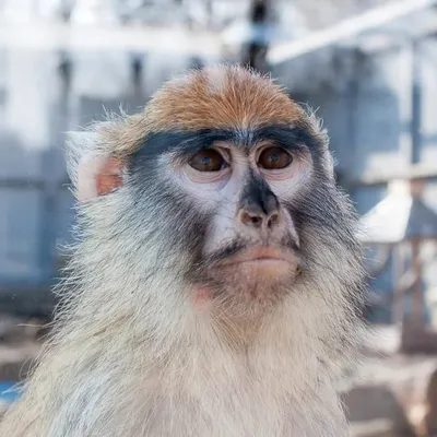 Портреты обезьян: взгляды, полные выражения