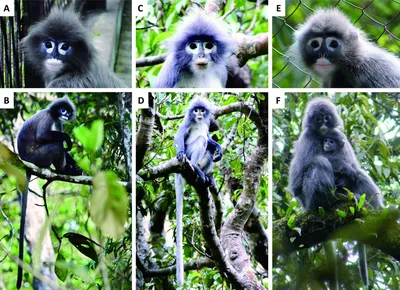 Лесные обитатели: фотографии обезьян в своем естественном окружении