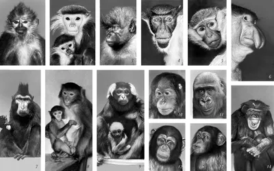 Очарование обезьян: залипательные снимки игр и взаимодействия