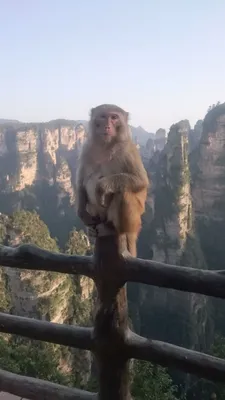 Бесплатные обои на телефон с обезьянами