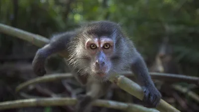 Фон с обезьянами: идеальные изображения