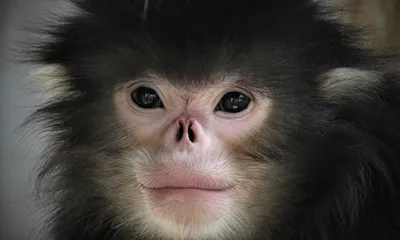 Full HD фотографии обезьян: Кристально четкие картинки для настольного компьютера.