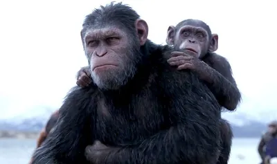 Обезьяны в 2024: Актуальные и захватывающие фотографии обезьян в этом году.