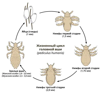 Изображение вши человека: Персонализируйте ваш выбор