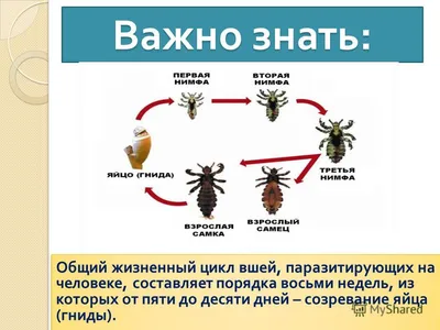 29. Эмоциональные изображения: выберите свой формат