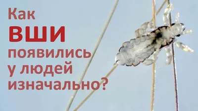 33. Эмоции в каждом пикселе: JPG, PNG, WebP на выбор