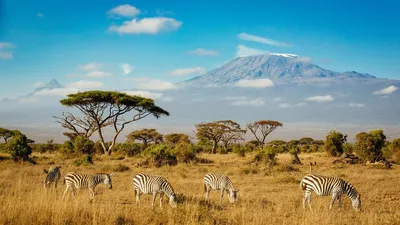Невероятная природа Африки: Фотографии Килиманджаро