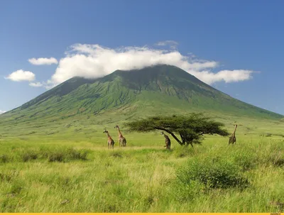 Великолепный пейзаж Килиманджаро: Фотографии горного района