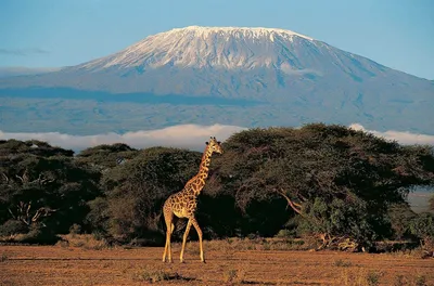 Килиманджаро на рабочий стол