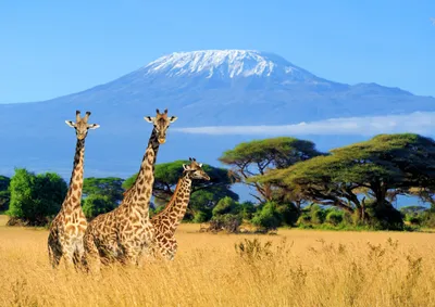 Скачать фото Вулкана Килиманджаро бесплатно