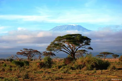 Фото на айфон с видом на Килиманджаро.