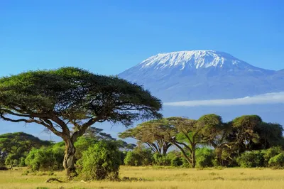 Фотографии Килиманджаро для Windows.