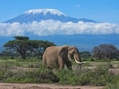 Фото Вулкана Килиманджаро в формате JPG, PNG, WebP