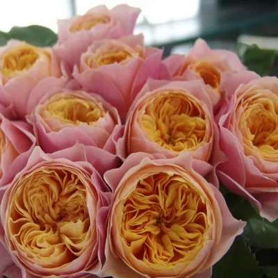 Восхитительная картинка Вувузела розы (png)