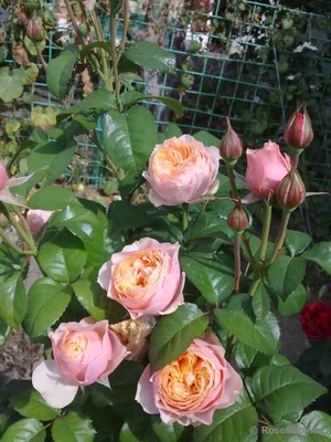 Фотка розы Вувузела с возможностью выбора размера и формата
