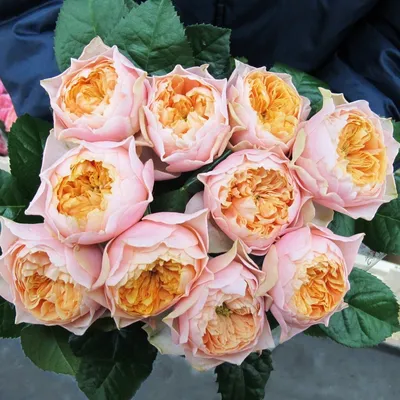 Уникальная фотография розы Вувузела (png)