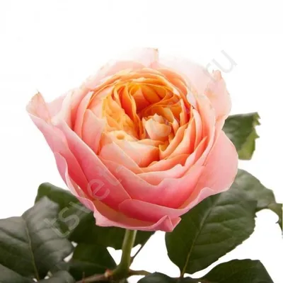 Впечатляющий снимок Вувузела розы в стильном формате (webp)