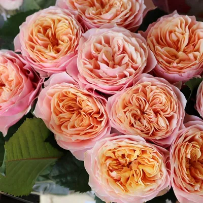 Прекрасная фотография розы Вувузела (jpg)