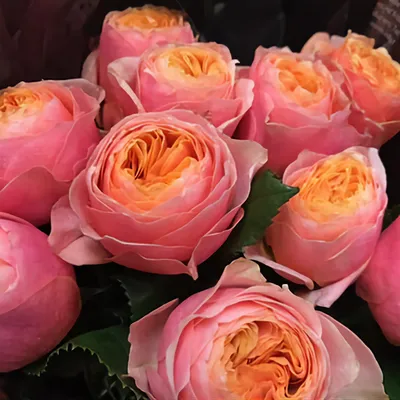 Изображение розы Вувузела с множеством вариантов размеров и форматов