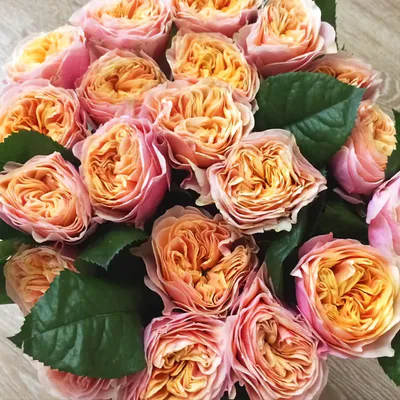 Впечатляющее фото розы Вувузела в оптимальном формате (webp)