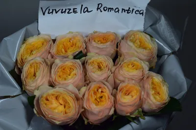Очаровательный снимок Вувузела розы (jpg)