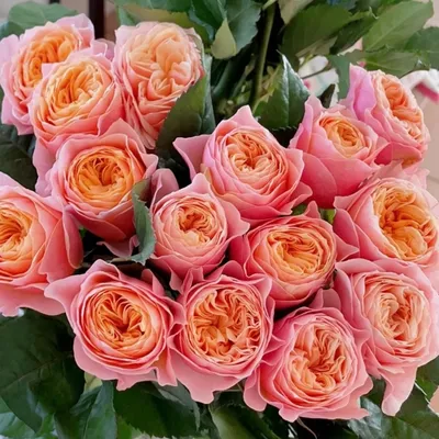 Великолепная фотография розы Вувузела с выбором размера и формата