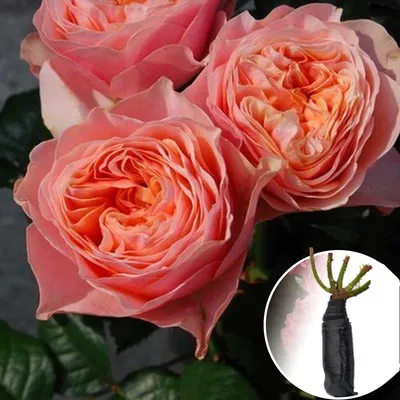Замечательная фотка розы Вувузела в различных форматах (png)