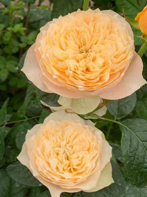Удивительное изображение Вувузела розы в веб-формате (webp)
