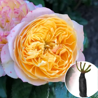 Фото розы Вувузела с яркими красками (jpg)