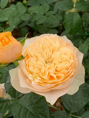 Восхитительная картинка Вувузела розы в стандартном формате (png)