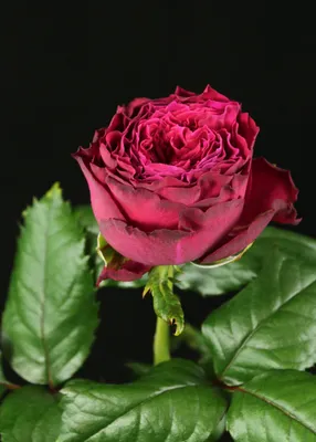 Фотография Вувузела розы в формате webp для загрузки