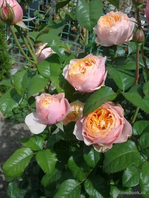 Фото розы Вувузела в формате jpg для скачивания