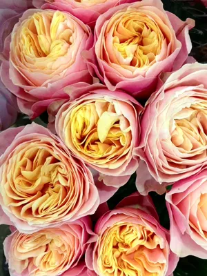 Красивый снимок розы Вувузела (jpg)