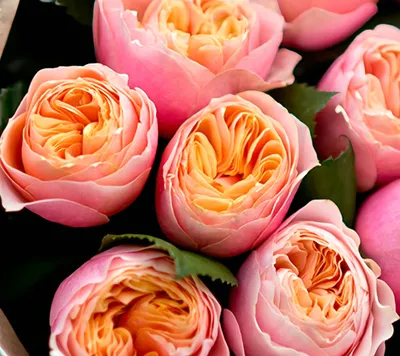 Фотка Вувузела розы с выбором размера и формата (png)