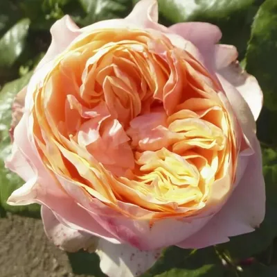 Фото розы Вувузела в прекрасном формате webp