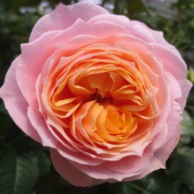 Изысканная фотография розы Вувузела (jpg)