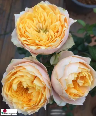Импозантное изображение Вувузела розы с разными размерами и форматами