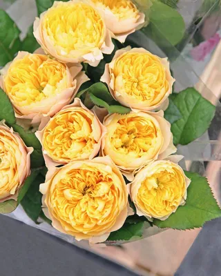 Стильное фото розы Вувузела в формате webp