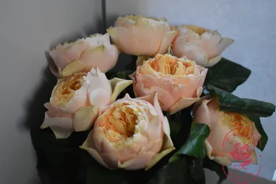 Великолепный снимок Вувузела розы (jpg)