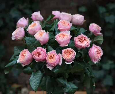 Красивая Вувузела роза в реалистичном изображении (webp)