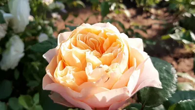 Замечательная фотка розы Вувузела (png)