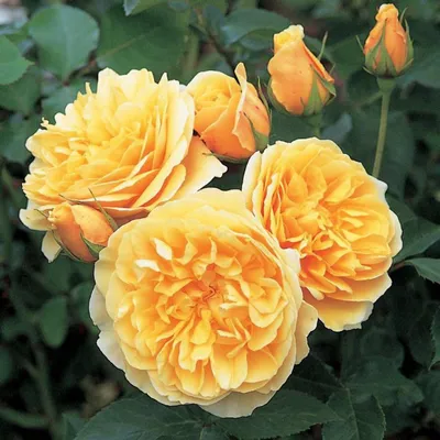 Впечатляющая картинка Вувузела розы (jpg)