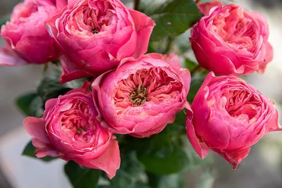 Превосходная фотография розы Вувузела с разнообразием размеров и форматов